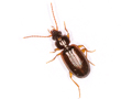 Trechus quadristriatus